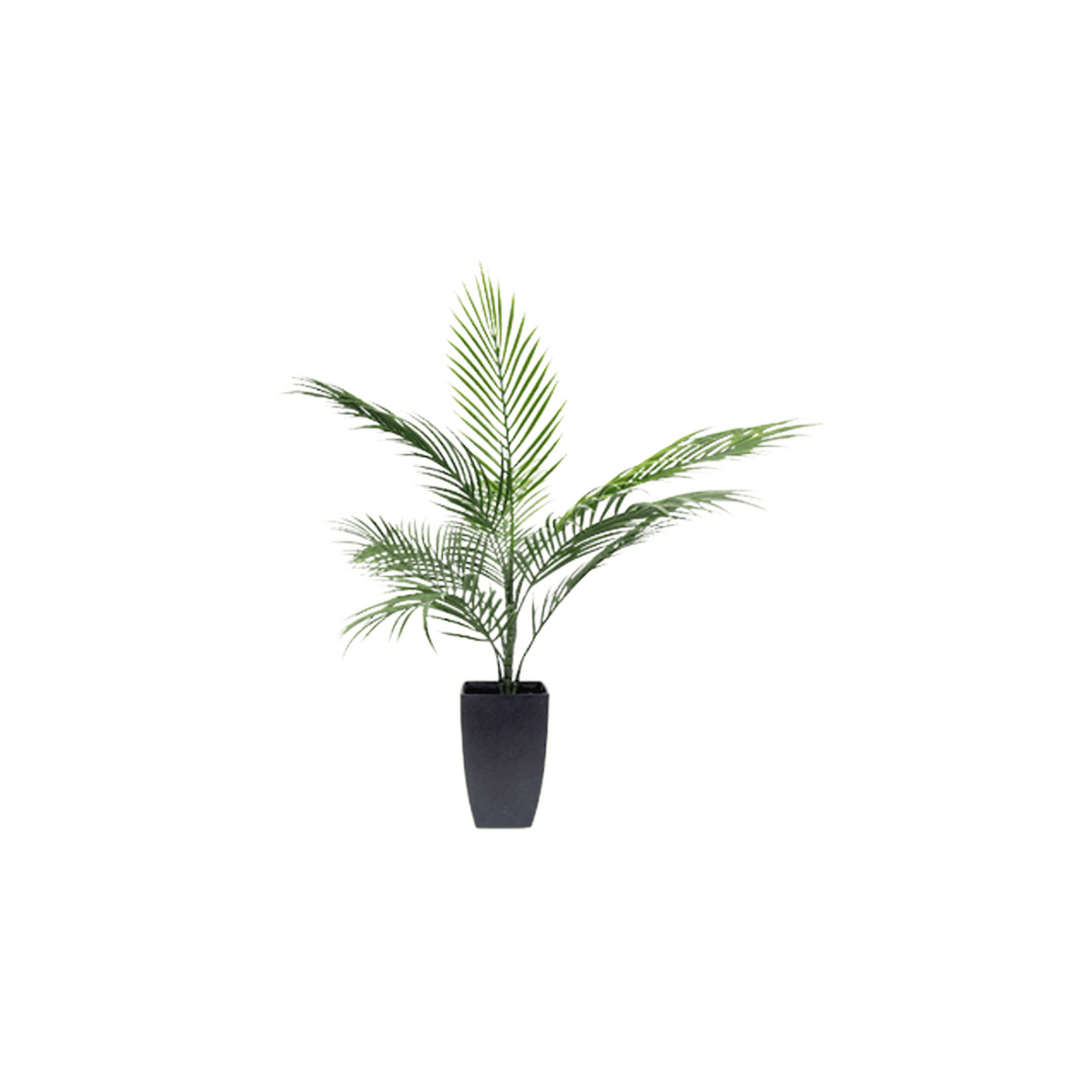 Potted Areca Palm 75cm Tauranga Decor and Faux Plants FURNISH