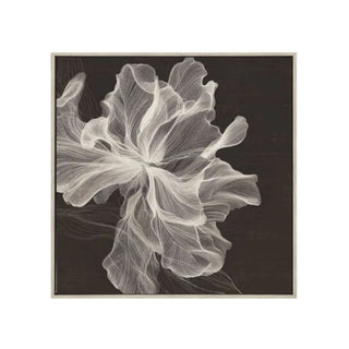 Wall Art - Evolve - Canvas with Whitewash Timber Frame - 120x120cm