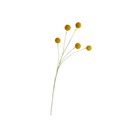 Billy Buttons Spray