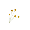 Billy Buttons Spray