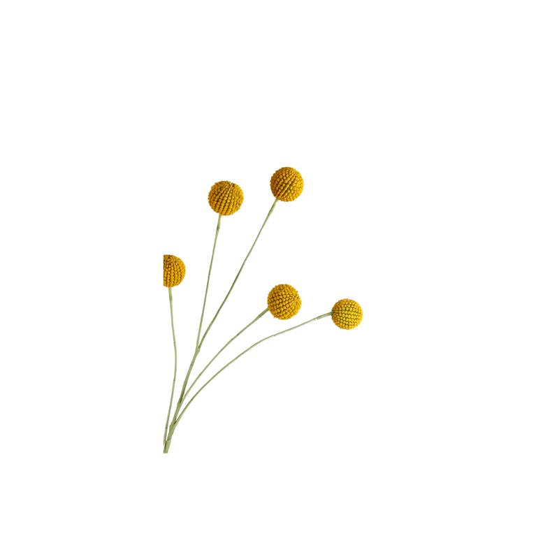 Billy Buttons Spray