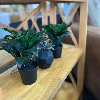 Potted faux Dracena 23cm