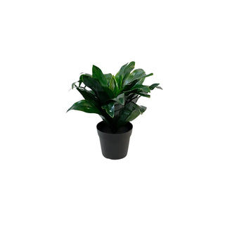Potted faux Dracena 23cm