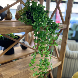 Potted Saxifraga Veitchi 74cm