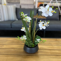 White Phalaenopsis Orchid - 47.5cm - Black Pot