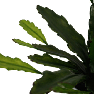 Epiphyllum Plant With White Pot 38cm