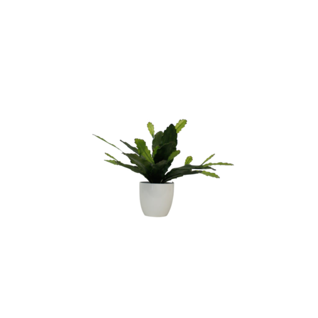 Epiphyllum Plant With White Pot 38cm