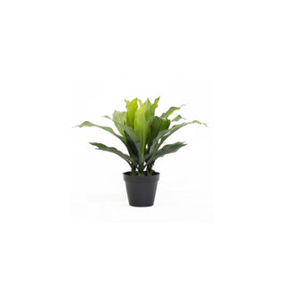 Potted Dracena 54cm