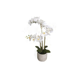 White Phalaenopsis Orchid - Cement Pot
