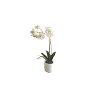 Phalaenopsis Orchis With White Pot 33cm