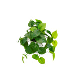 Potted Philo Bush - Small indoor artificial plant